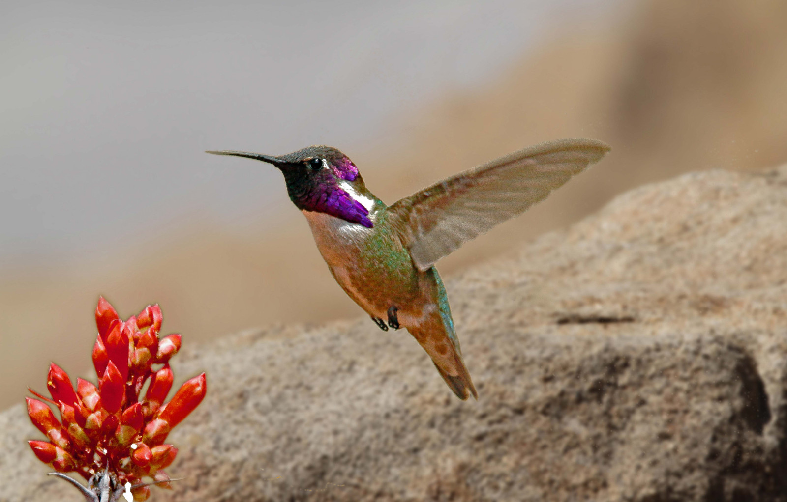 image Costa's Hummingbird